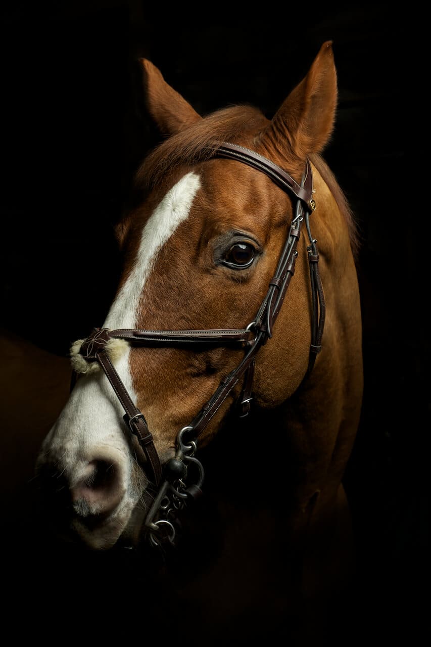 Crisprod loue un cheval sur un plateau de tournage de cinéma