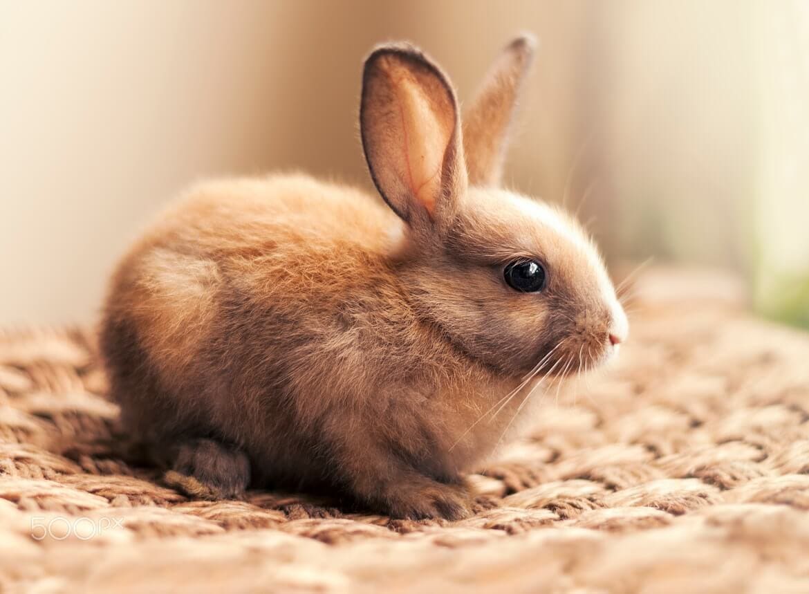 Un lapin de chez Crisprod pose pour une publicité 