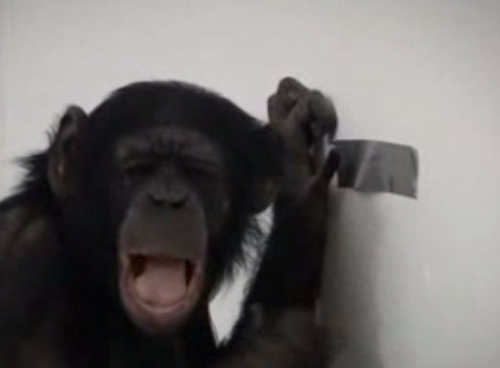 Notre chimpanzé fait le singe pour Powertape.